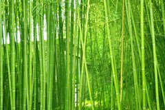 植物株高要如何測量？
